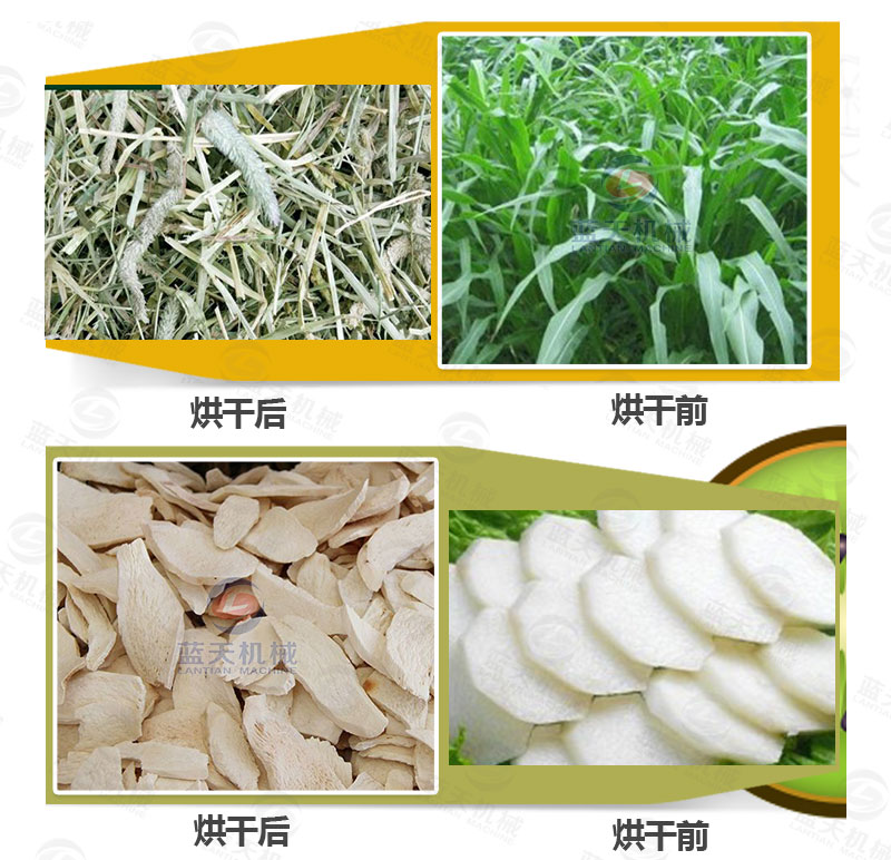 牧草網(wǎng)帶式烘干機產品烘干前后