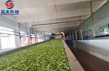 山西黃花菜網(wǎng)帶烘干機客戶現(xiàn)場