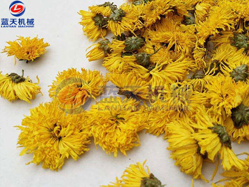 金絲皇菊網(wǎng)帶式烘干機(jī)之烘干工藝